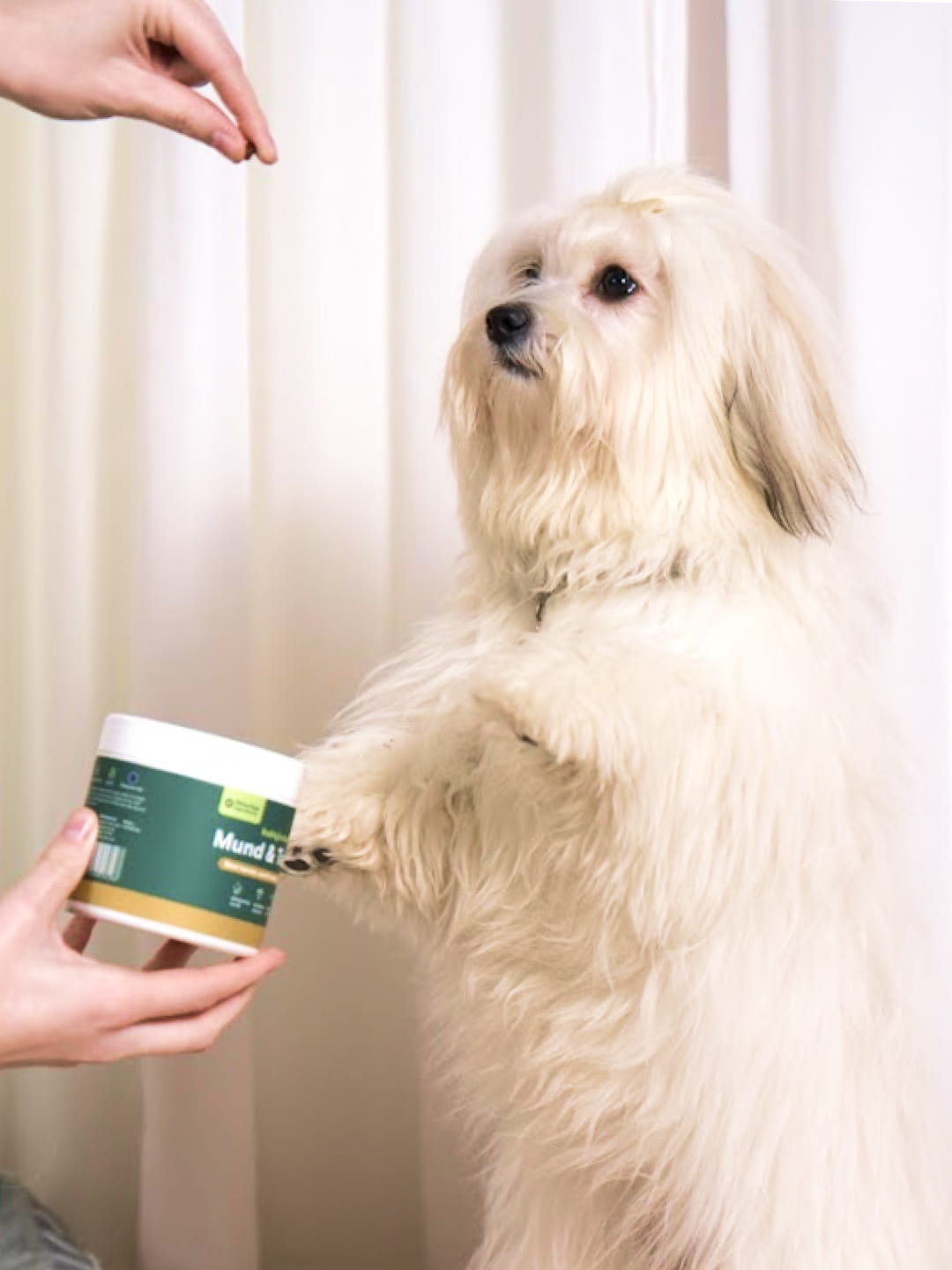Langhåret lille hvid hund giver pote til ejer, der holder en grøn bøtte med hundesupplement