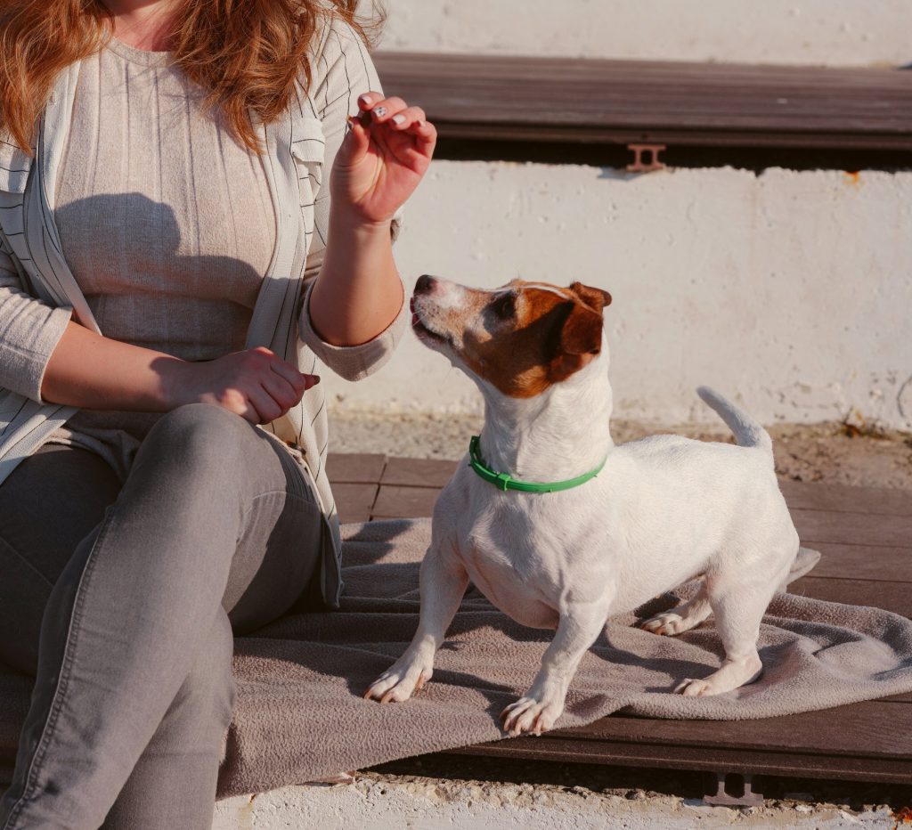 Kvinde sidder på trappetrin og giver godbid til opmærksom Jack Russell med grønt halsbånd