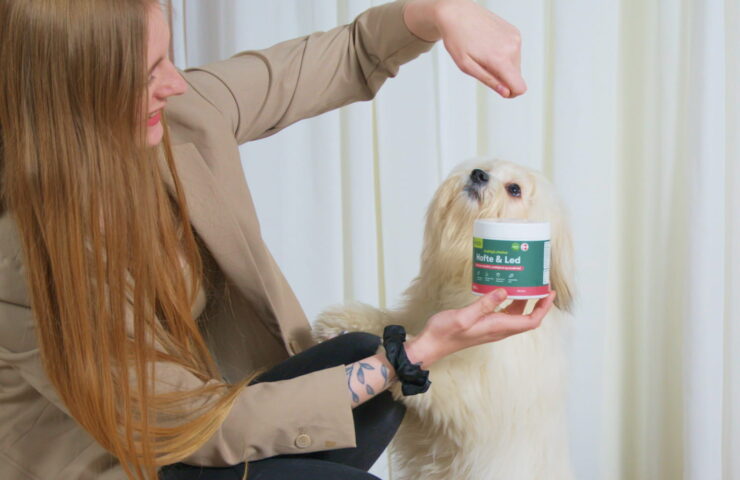 Kvinde holder beholder med Hofte & Led kosttilskud mens lille hvid hund står på bagben og ser op