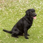 Sort labrador sidder på græs med tungen ude, kigger til højre blandt små hvide blomsterblade