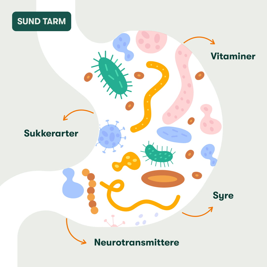 probiotika-gut-1 Sund tarm med farverige mikrober og pile der viser vitaminer, syrer, sukkerarter og neurotransmittere