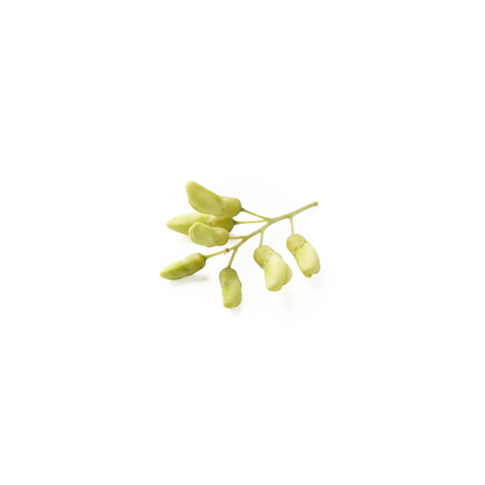 Nærbillede af lysegrøn klase med Sophora japonica blomsterknopper