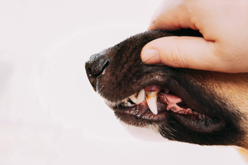 Nærbillede af hunds mund med gul tandsten på hjørnetand, hånd løfter overlæbe