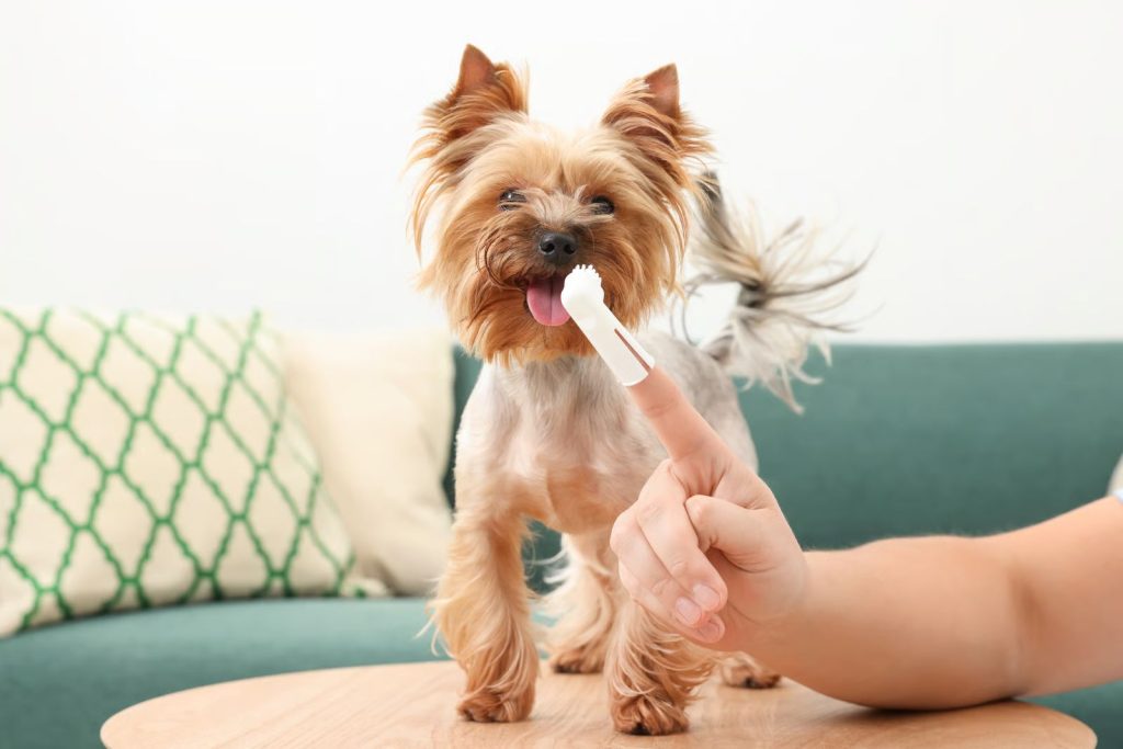 Lille Yorkshire terrier på bord mens ejer børster tænder med fingerbørste