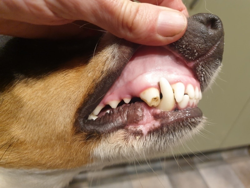 Hund med flækket og misfarvet hjørnetand, synligt tandkød mens ejer løfter overlæben