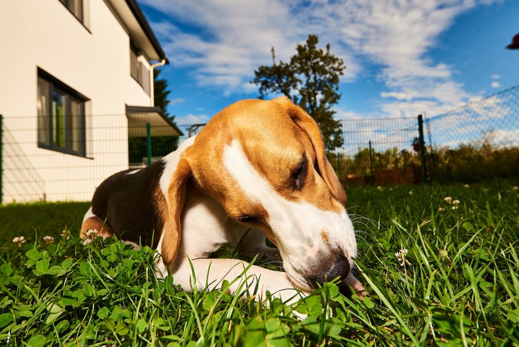 Beagle i have ved hus, ligger i græsset og napper græs under blå himmel