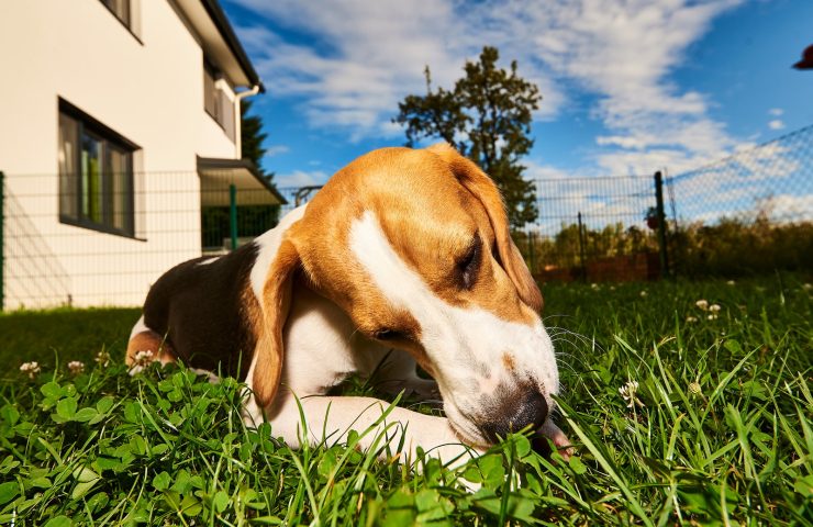 Beagle i have ved hus, ligger i græsset og napper græs under blå himmel