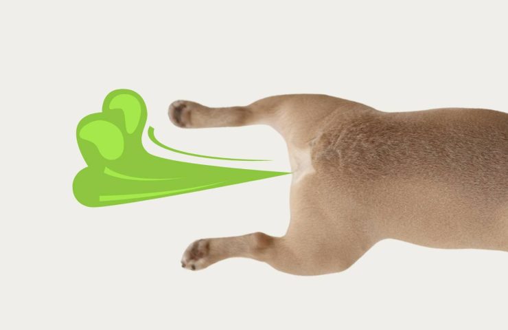 Hund set bagfra fiser grøn gas i komisk tegnet effekt
