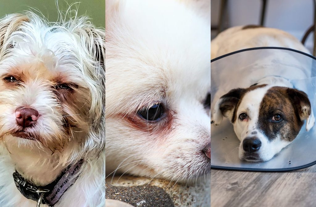 Tre hunde med øjenirritation og tårestriber; rødme ved øjnene og en hund iført beskyttende plastkrave