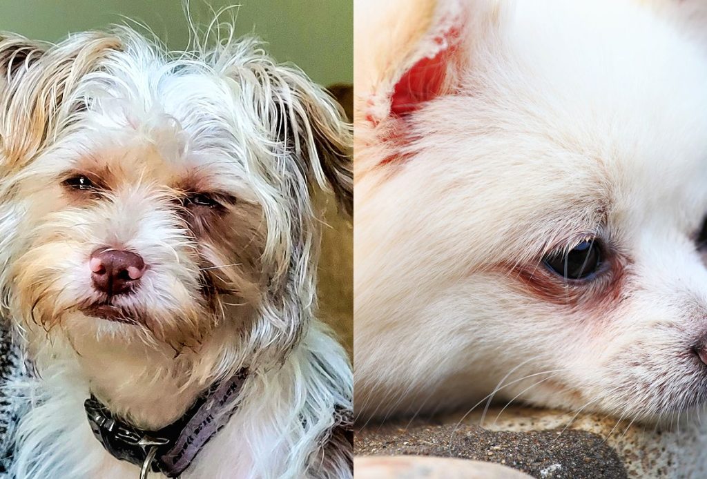 To små hunde: skægget hvidbrun hund med halsbånd og nærbillede af hvid hvalp med tårepletter