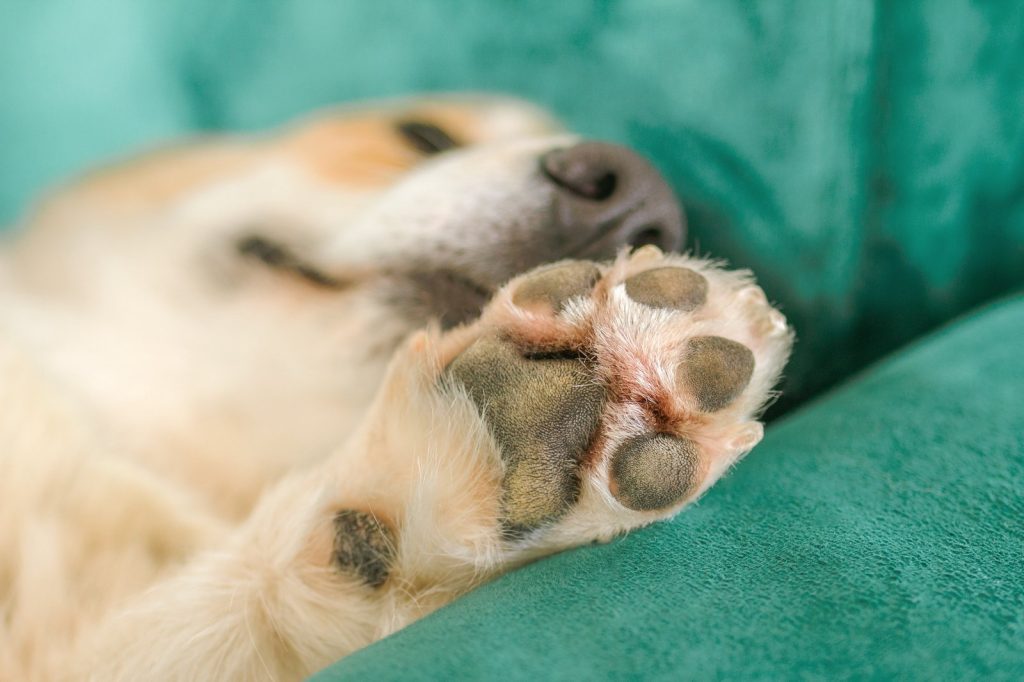 Nærbillede af hundepote med puder og blød pels, hund hviler afslappet på grøn sofa