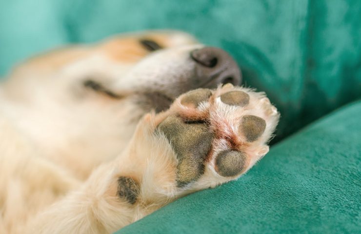 Nærbillede af hundepote med puder og blød pels, hund hviler afslappet på grøn sofa