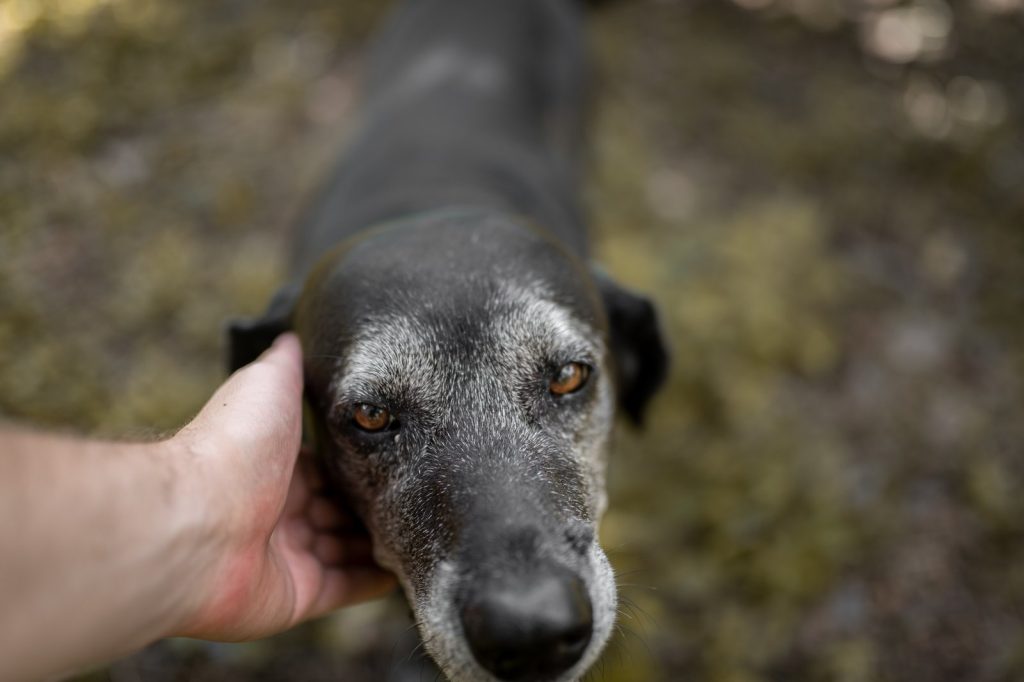 Ældre sort hund med gråsprængt snude og varme brune øjne, kærligt klappet af en hånd