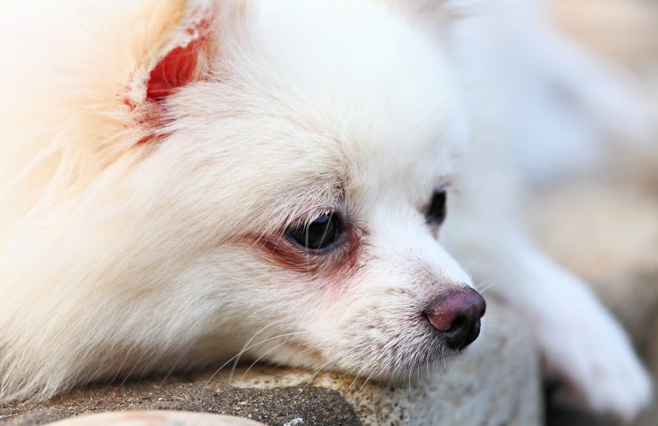 Lille hvid hund med rødlige tårepletter under øjnene, liggende med trist blik