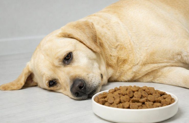Lys labrador ligger ned ved en skål tørfoder og ser utilpas