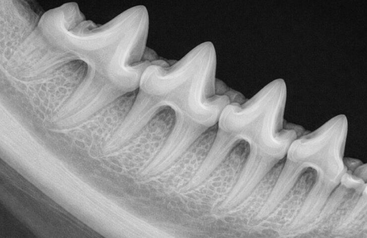 cavities01 (1)