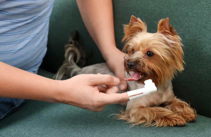 dog-brush