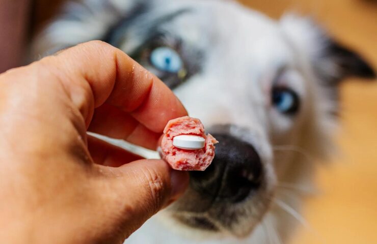 dog meds