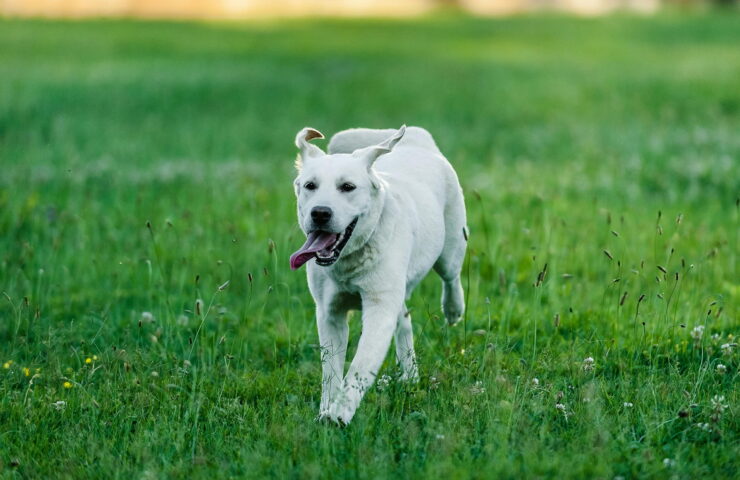 glucosamine (1)