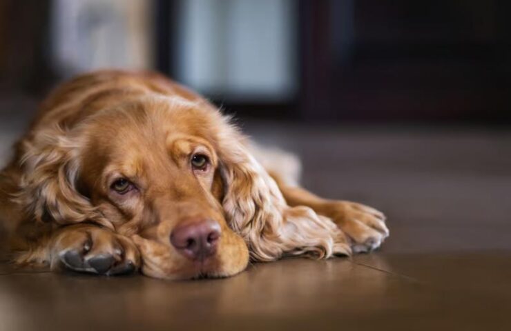 sad-dog