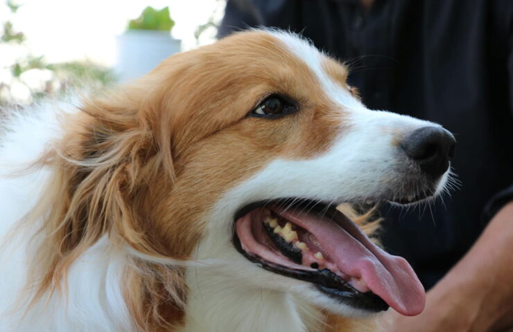 tandsten-hos-hund02 (1)