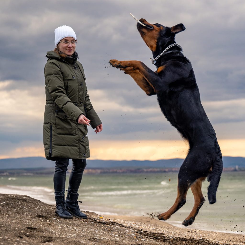 Kvinde i grøn vinterjakke på strand kaster pind, stor hund springer op for at gribe den.